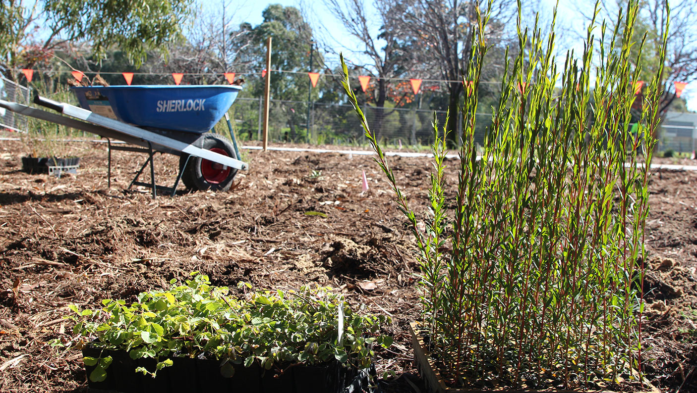 Small shrubs ready to be planted in a large garden bed