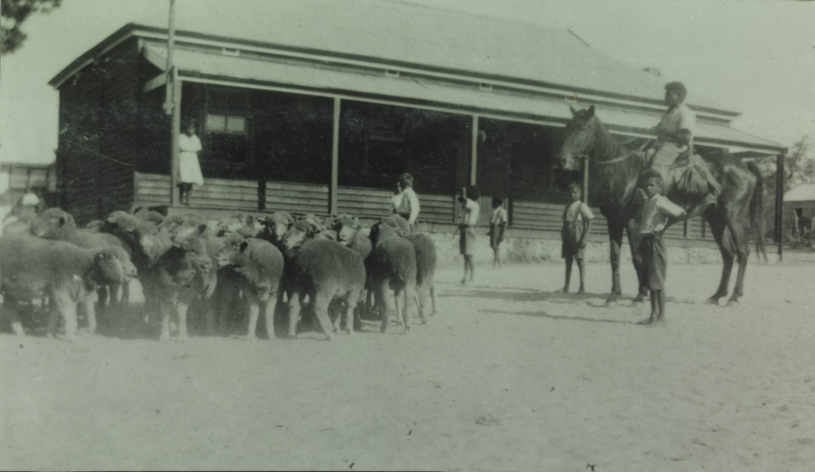 Moore River Native Settlement Tommy Hrris bringing in sheep from rail