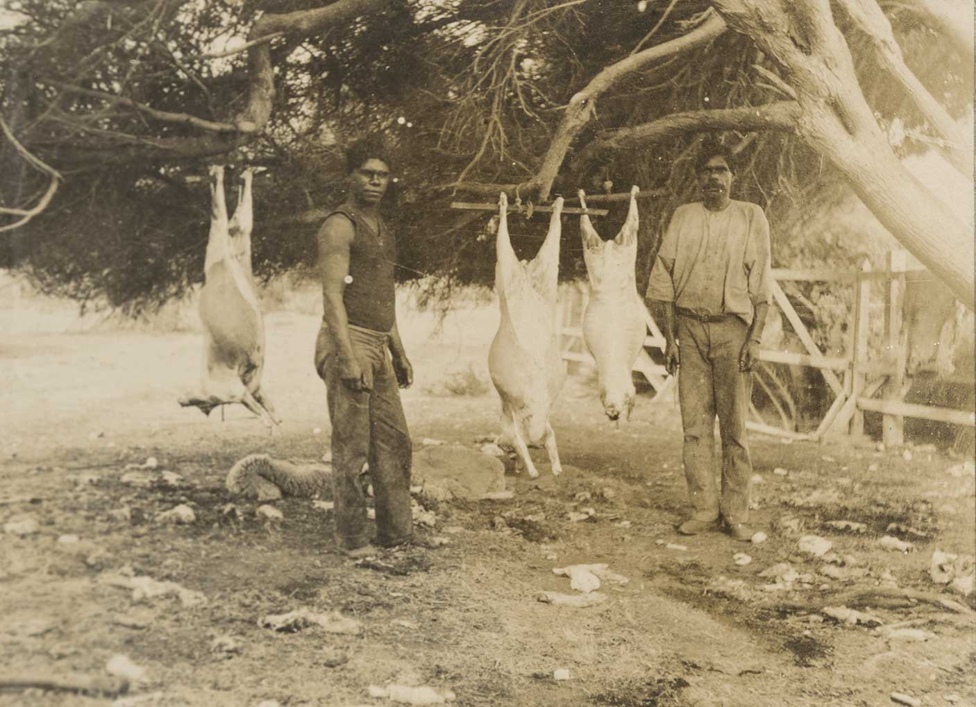 Two Aboriginal men preparing sheep on Wadjemup, c. 1915