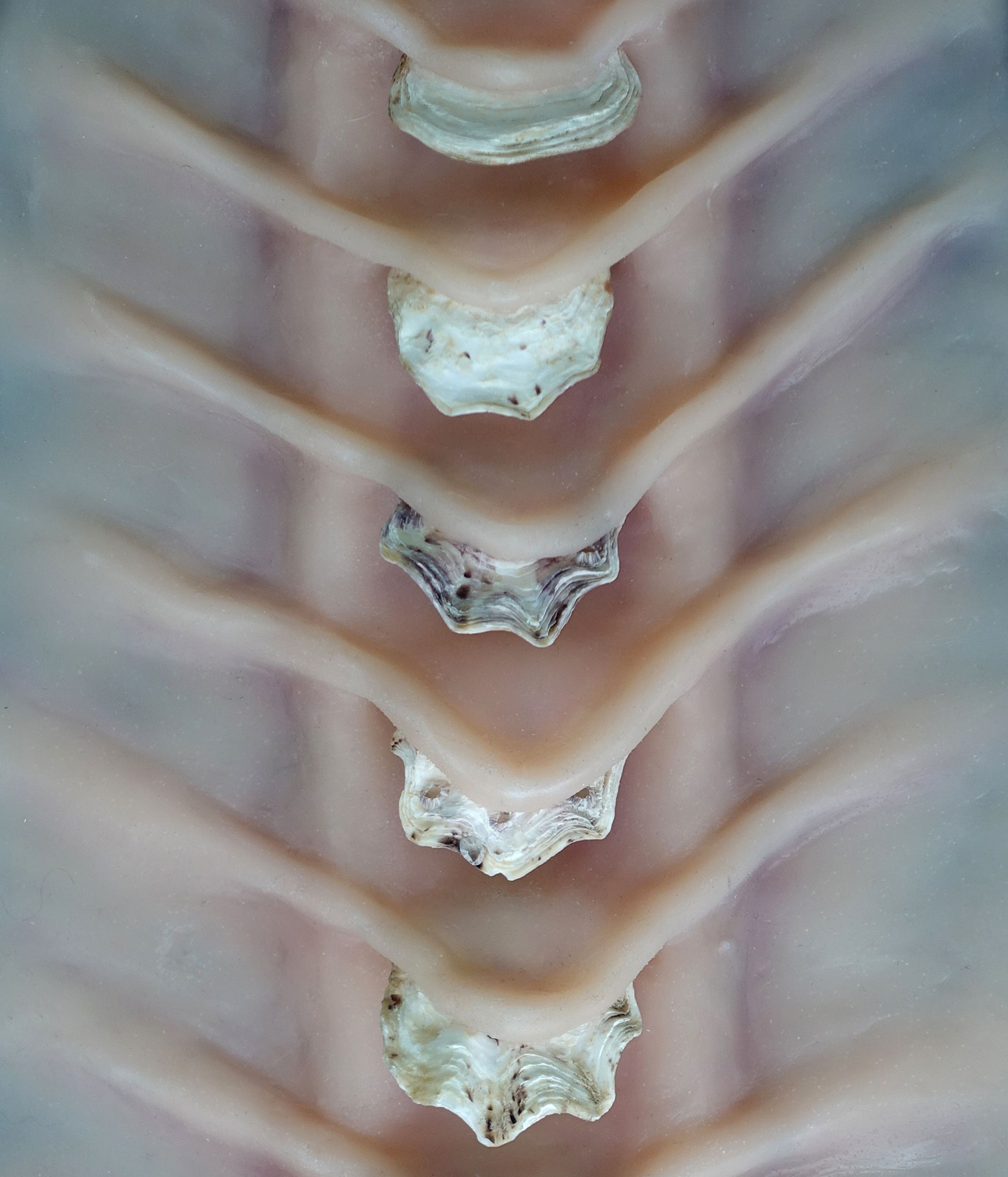 Detail of Zoonoisis, Erin Coates, 2020, sculptural prop made of silicon and oystershell. 