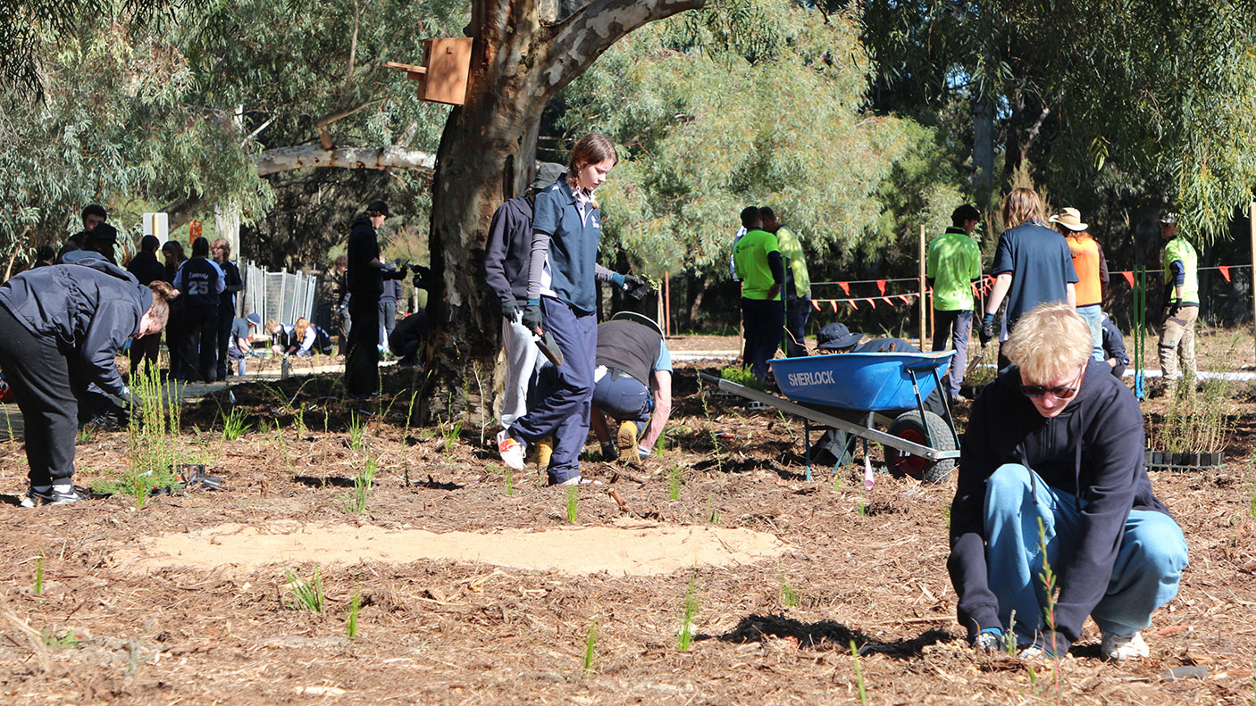 Young people planting shrubs in a park