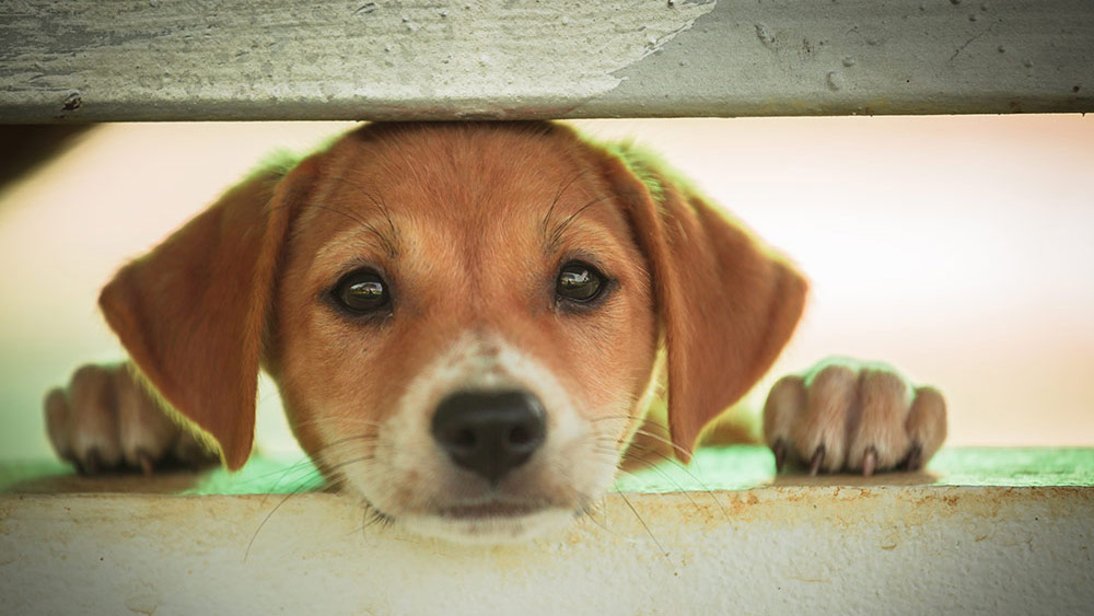 Stock image of a puppy