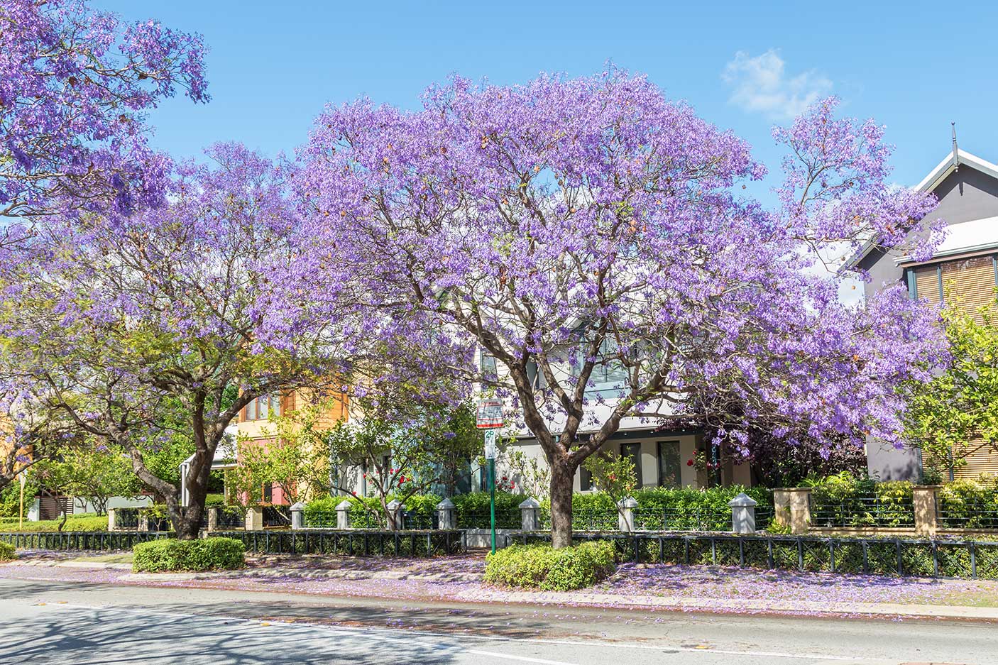 Jacaranda trees blooming in front of townhouses in the suburb of Subiaco in Perth, Western Australia.