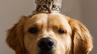 A cat sitting on top of a dog's head