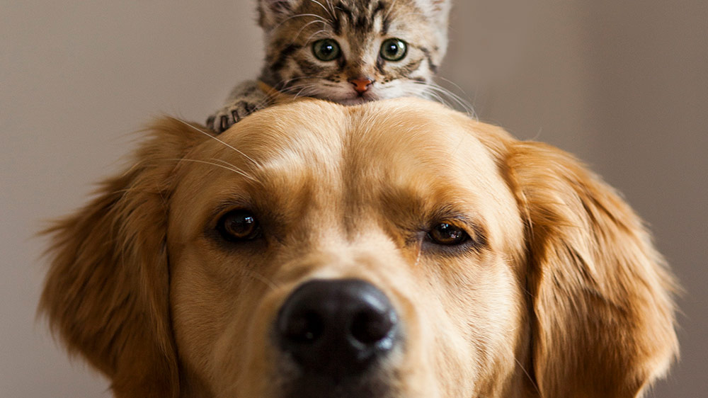 Image of a cat sitting on a dogs head