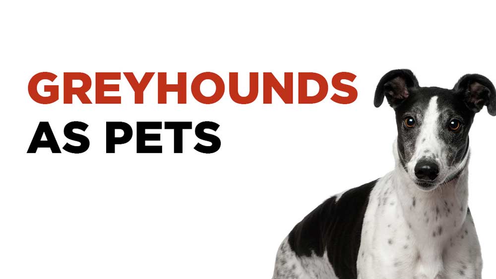 Greyhounds as pets