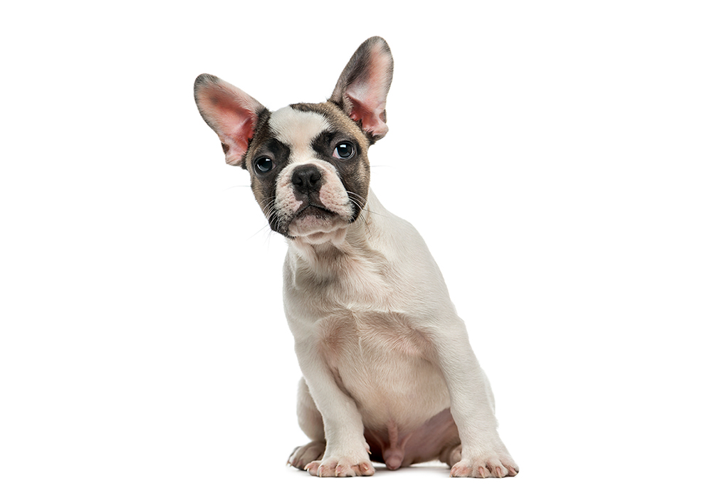 A puppy sitting and leaning to one side