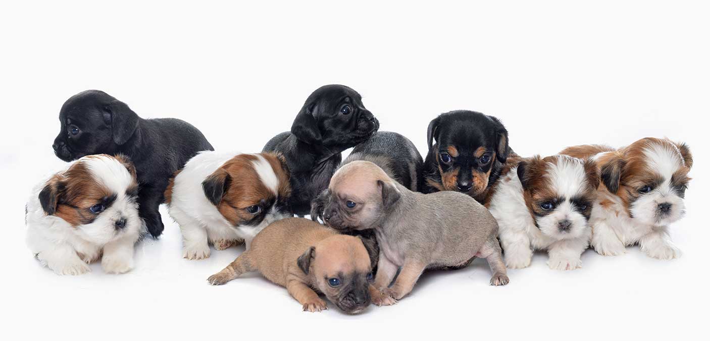 A group of puppies