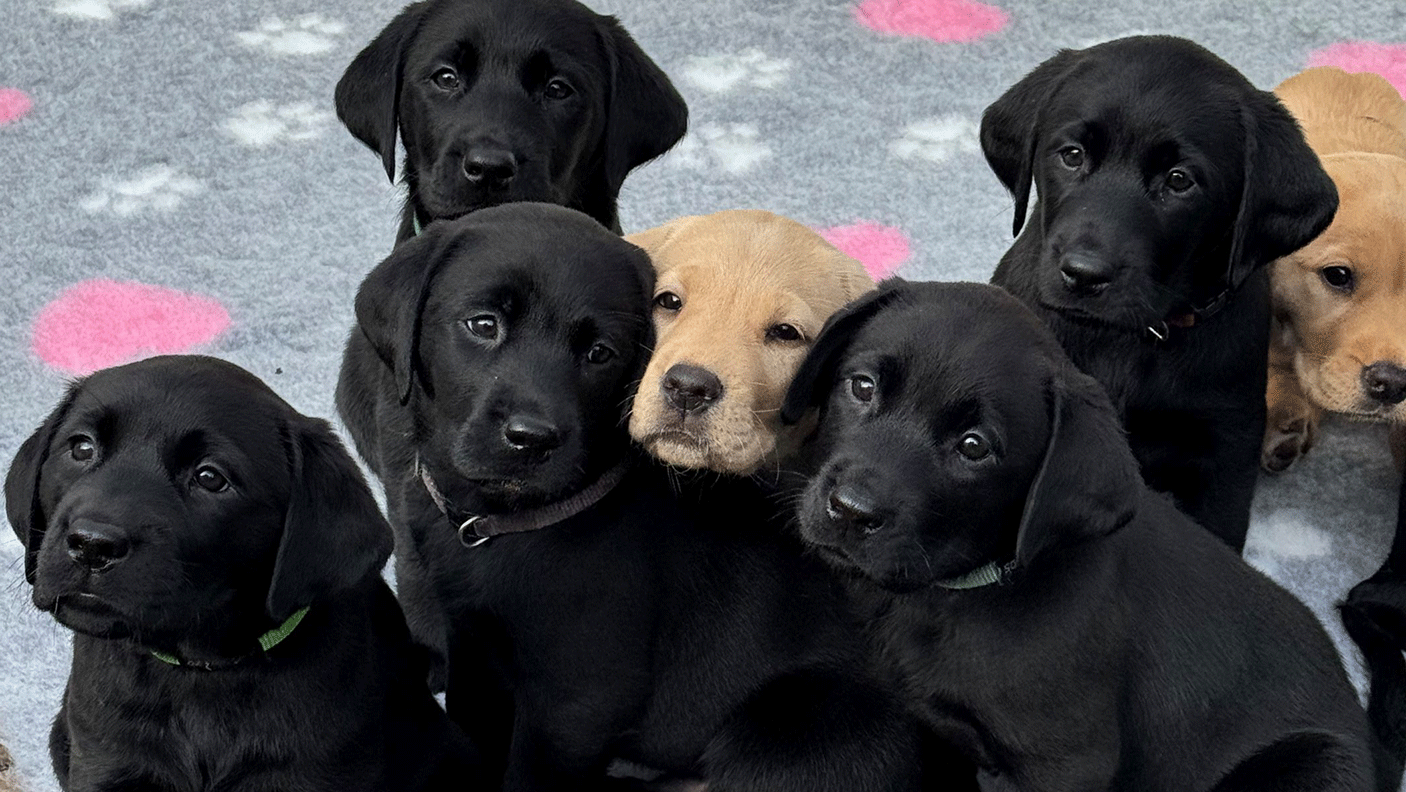 A litter of 7 yellow and black ladrador puppies