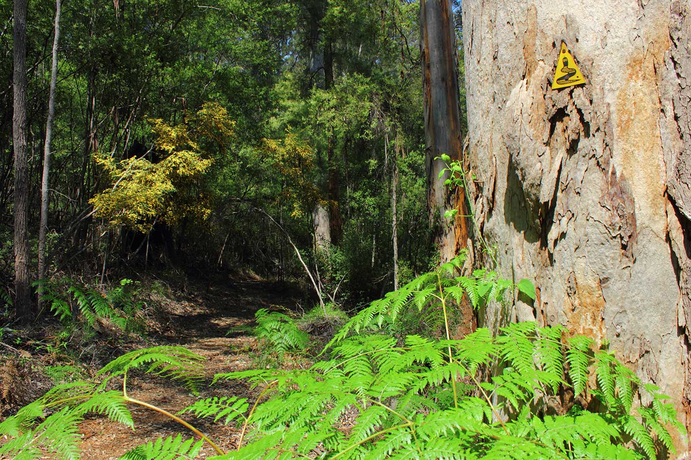 Bibbulmun Track with guide sign, Beedelup National Park, Western Australia