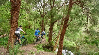 People on mountain bikes in the bush
