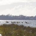 paddling-on-the-swan-river