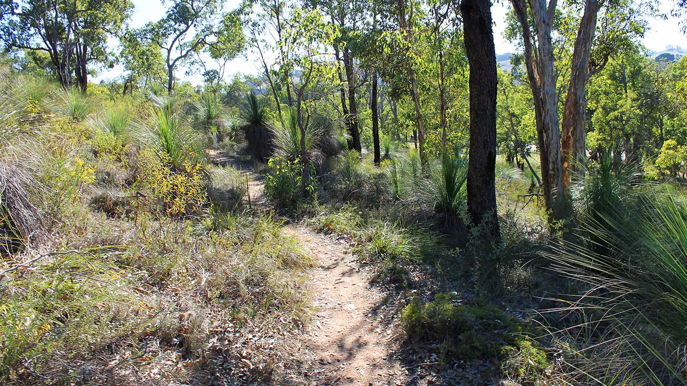 A bush track